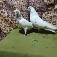 کفتر‌کبکی‌گرفتنی۱۲تا