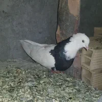 یک عدد طوقی نر بازیکن