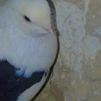 کبوتر دوکت موش