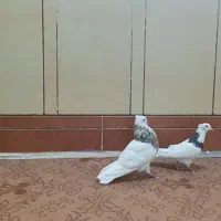 جفت توقی درجه یک