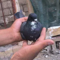 رسمی .کلاغ گوک|پرنده|راور, |دیوار