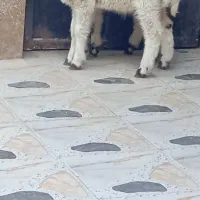 بره گوسفند بز