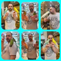 جوجه طوطی راهب ملنگو گرینچیک خورشیدی رسید