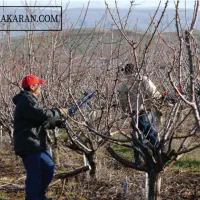 خدمات باغبانی گلکاری تعویض خاک گلدون باغبان|خدمات باغبانی و درختکاری|تهران, تجریش|دیوار