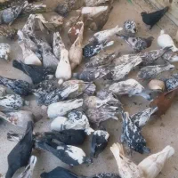 ۱۰۰تا کبوتر سرور باهم