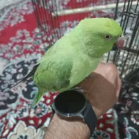 طوطی ملنگو فروش فوری