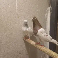 معاوضه با قناری عروس هلندی|پرنده|اندیشه, اندیشه فاز ۱|دیوار