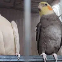 یک جفت عروس هلندی|پرنده|بندرعباس, |دیوار