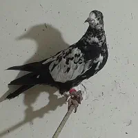 کفتر|پرنده|اسدآباد, |دیوار