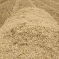 کاه نیشکر
