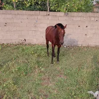 اسب نریان گمشده