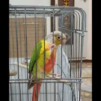 طوطی گرینچیک|پرنده|تهران, مسعودیه|دیوار