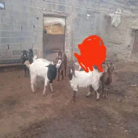 بز با تکه|حیوانات مزرعه|اسفراین, |دیوار