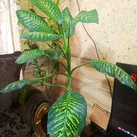 دو عدد گل زیبا|گل و گیاه طبیعی|شیراز, تحویلی|دیوار