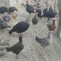 مرغ و بوقلمون تخم گذار