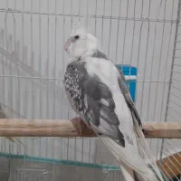 طوطی عروس آلبینو مولد|پرنده|رشت, نظری|دیوار