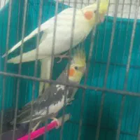 فروش هفت عدد عروس هلندی|پرنده|طبس, |دیوار