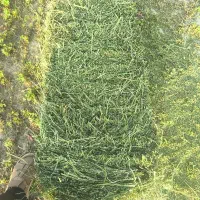 یونجه سبز و خشک