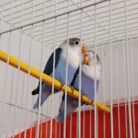 یک جفت کوتوله آبی کاربنی