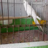 عروس البینونر