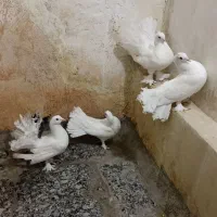 فروش کفترای چتری|پرنده|قم, حاج زینل|دیوار