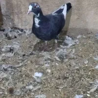 کبوتر ماده