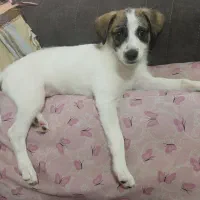 واگذاری سگ خانگی|سگ|اصفهان, بهاران|دیوار