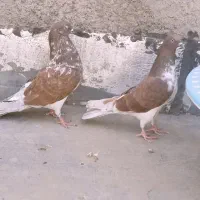 جفت پرشی حسابی