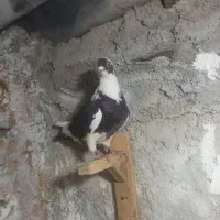 نر و ماده سوز و پلنگ سوز و ماده پلنگ سیاه|پرنده|کازرون, |دیوار