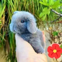 سیتی خرگوش مینیاتوری لوپ ترکیش باصدور شناسنامه