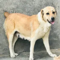 ماده الابای روسی شکم پر