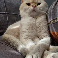 فروش گربه بریتیش شورت هیر