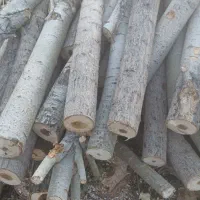 چوب چنار وباغی