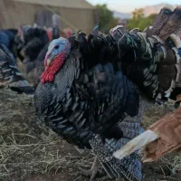 بوقلمون محلی|حیوانات مزرعه|پیرانشهر, |دیوار