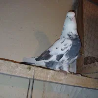 کبوتر قدیم تهران|پرنده|ری, دیلمان|دیوار