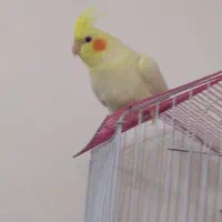 عروس هلندی لوتینو|پرنده|قم, شهرک امام حسین|دیوار