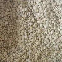 عدس ریز ارگانیک