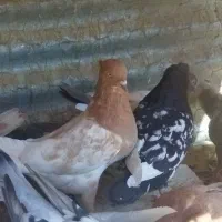سینه و کله|پرنده|شیراز, برمشور علیا|دیوار