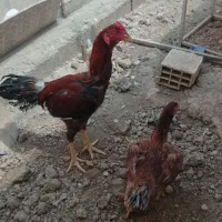 جوجه لاری