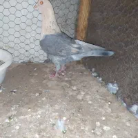 کبوتر موشی