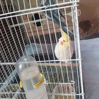 دو جفت عروس هلندی مولد سالم سرحال