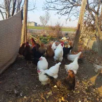 مرغ تخم گذار خروس محلی همشون فریح