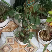 گل طبیعی|گل و گیاه طبیعی|شیراز, کفترک|دیوار