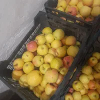 سیب درختی