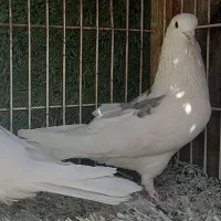 کبوتر پرشی نر و ماده|پرنده|وحیدیه, |دیوار