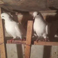 کبوتر کبکی گرفتنی|پرنده|تهران, شمیران‌نو|دیوار