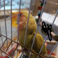 طوطی برزیلی