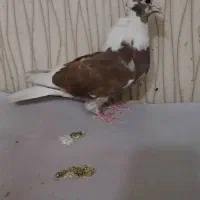 کبوتر پرشی|پرنده|نسیمشهر, |دیوار