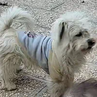 سگ نر نژاد شیتزو گمشده