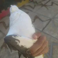 کبوتر سالم شوسی|پرنده|بیرانوند, |دیوار